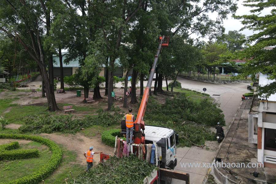 Du-an-cat-cay-xanh-tai-cong-ty-may-Binh-Duong