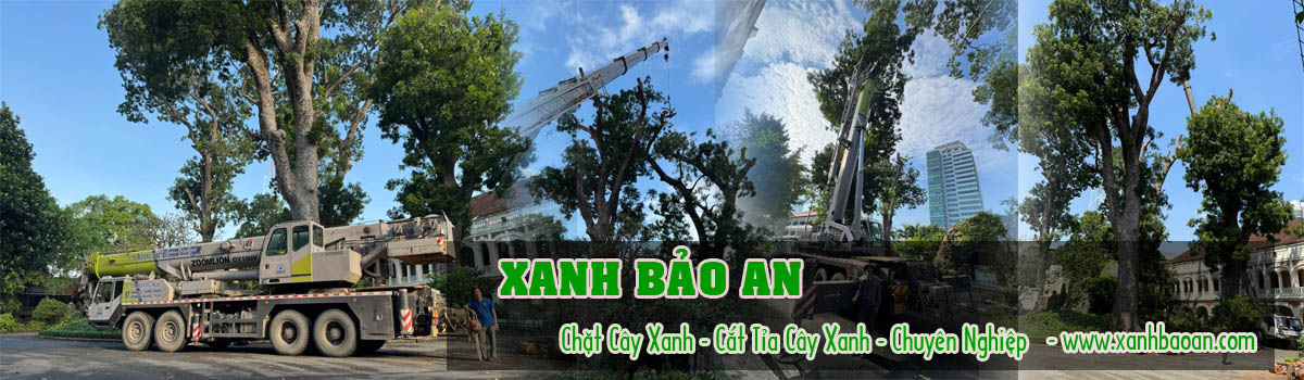 Cat-tia-cay-xanh